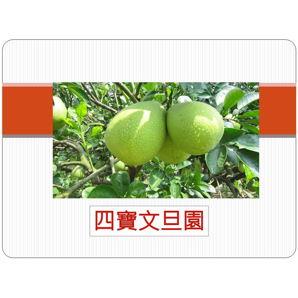 麻豆 酪梨 文旦 紅文旦 大白柚 四寶文旦園 100 無噴曬農藥 使用天然苦楝油 木醋液取代化學農藥 草生栽培 無除草劑