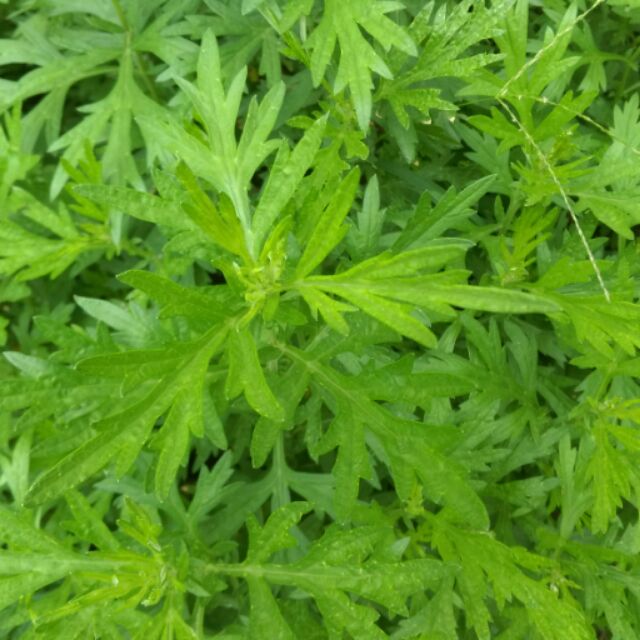 91的香草園-平安草汁(客家抹草汁…艾草汁…芙蓉 …