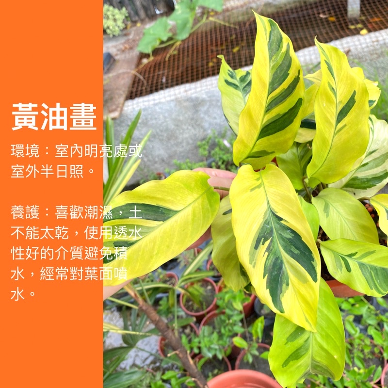 5吋 黃油畫竹芋 油畫竹芋 斑葉 ig網紅 觀葉植物 網紅植物 室內植物 空氣淨化 陽台植物 高級植物
