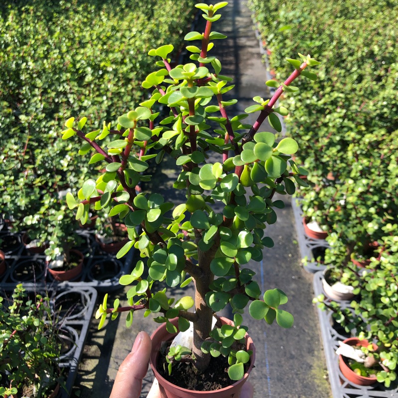 綠之源 銀杏木3吋盆室外盆栽園藝 蝦皮購物