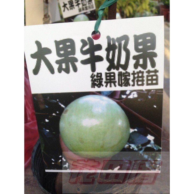 花田厝_水果苗--綠色大果牛奶果 (嫁接苗)--星蘋果3.5吋盆高30-45公分