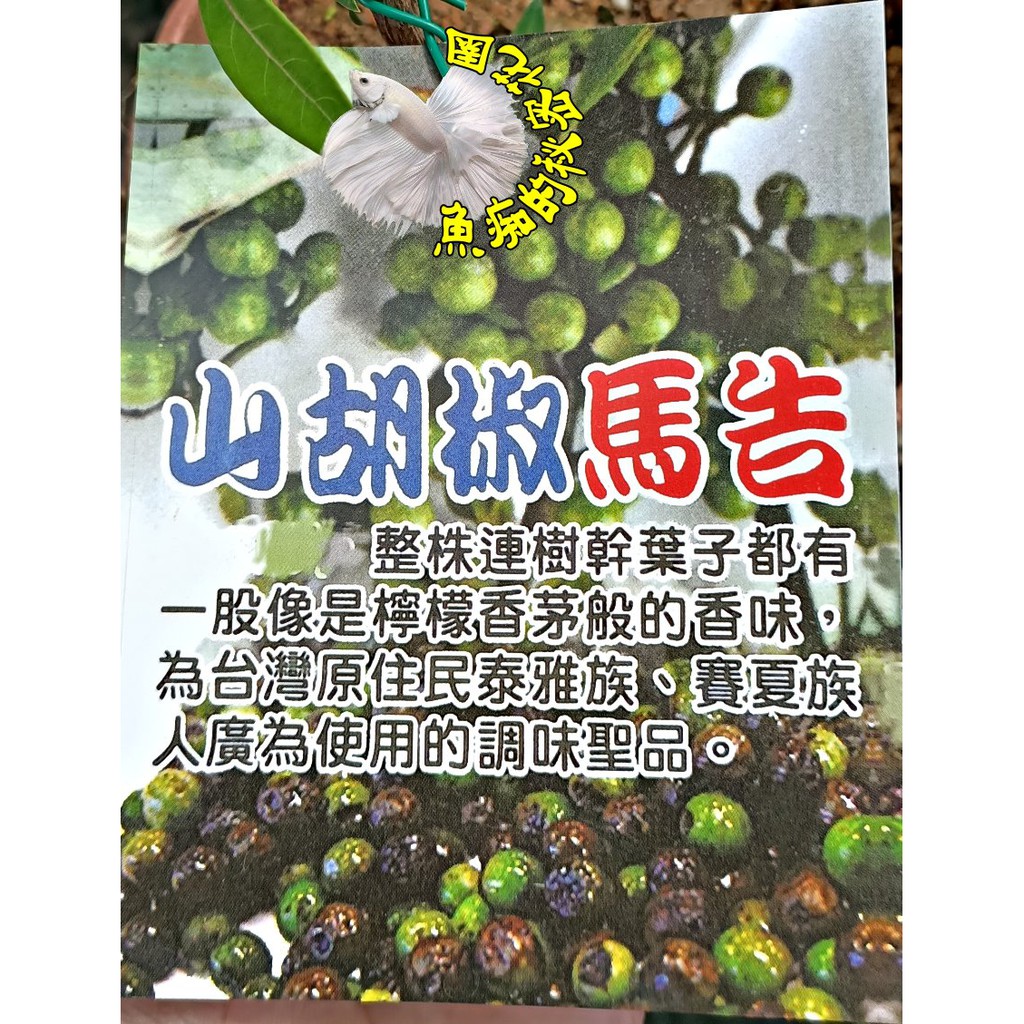 馬告苗的價格推薦 - 2026年7月 | 比價比個夠BigGo