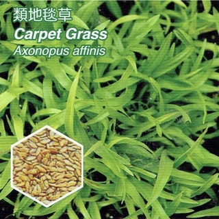 類地毯草【草種子】1.5ml/包 分包裝種子 試用包 國外進口 發芽率高 (粉衣種子) 愛芬地毯草種子 多年生草籽
