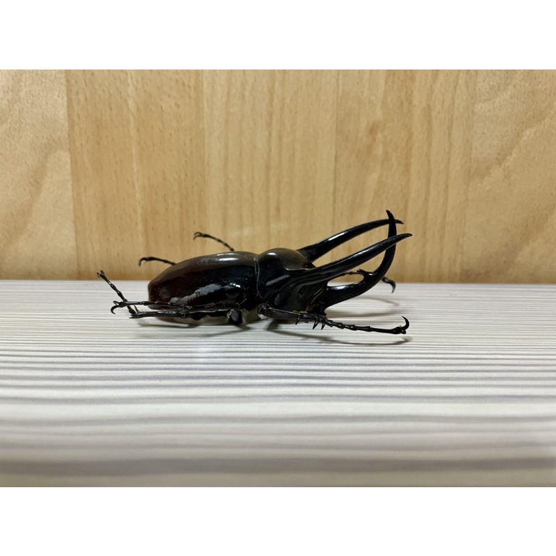 南洋大兜標本的價格推薦 22年10月 比價比個夠biggo