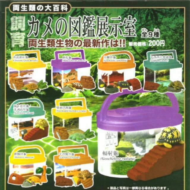 烏龜飼養盒 扭蛋