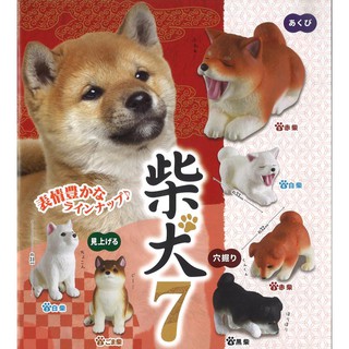 EPOCH 扭蛋 轉蛋 可愛柴犬造型公仔 P7 睡眠 睡覺 休眠柴犬 柴犬 6款一套 整套販售