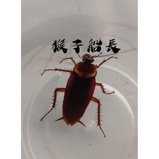 美洲大蠊 家蟑 蟑螂 三層包裝 蝦皮購物