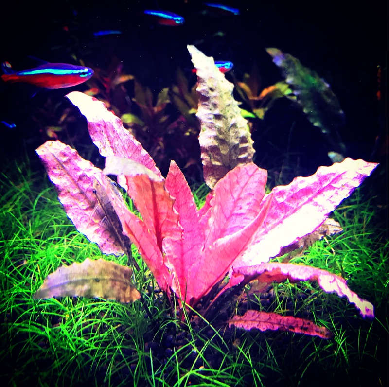 火烈鳥椒草 預定區培育中 蝦皮購物