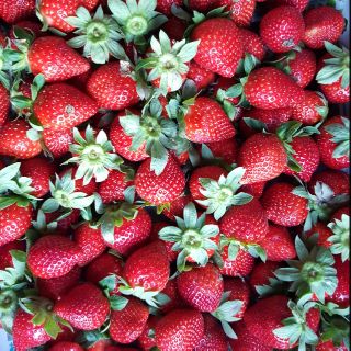 大湖草莓香腸 蝦皮購物