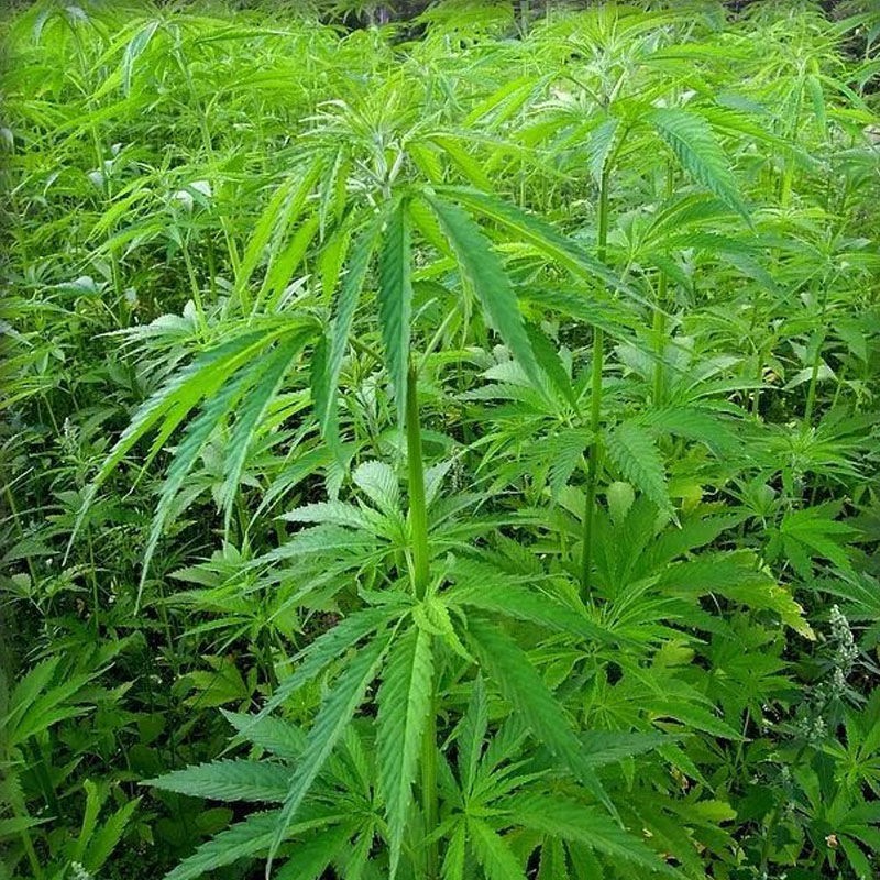 豐產種業 火麻種胡麻種子 蝦皮購物