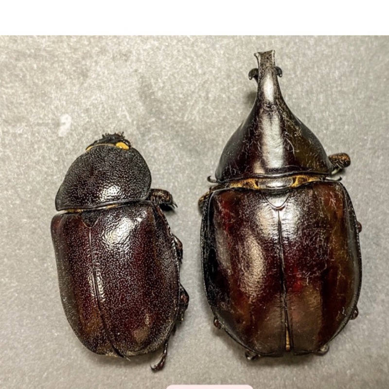 澳洲姬兜xylotrupes Australicus成對標本少見少流通甲蟲標本獨角仙金龜子鍬形蟲兜蟲標本 比對收藏皆得宜 蝦皮購物