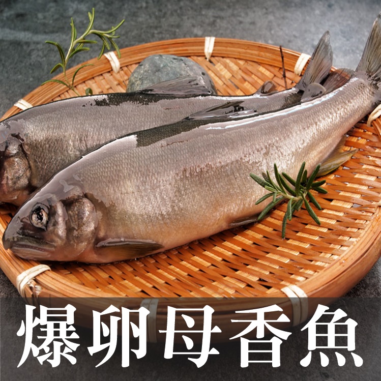 南海豐【爆卵大母香魚】160g以上/尾 黃金色魚卵飽滿，迷人香氣鮮美肉質細緻，鹽烤最讚食材