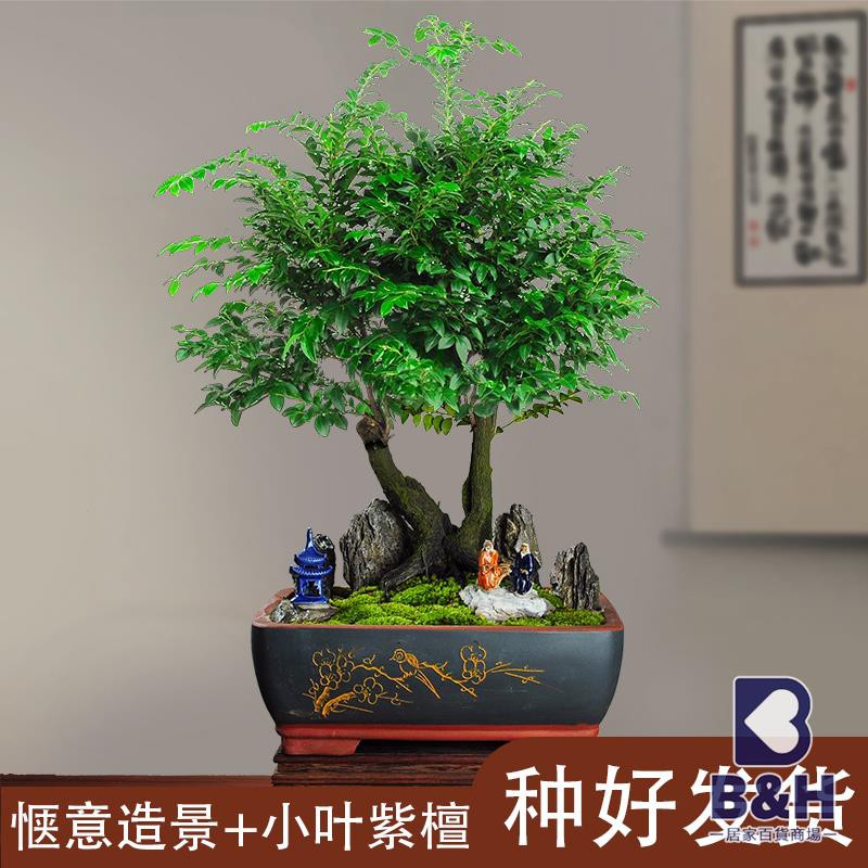 紫檀盆栽 Ptt Dcard討論與高評價網拍商品 21年9月 飛比價格