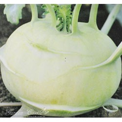 【現貨】【全館590免運】球莖甘藍種子(大頭菜)~Kohlrabi~ 蔬菜種子