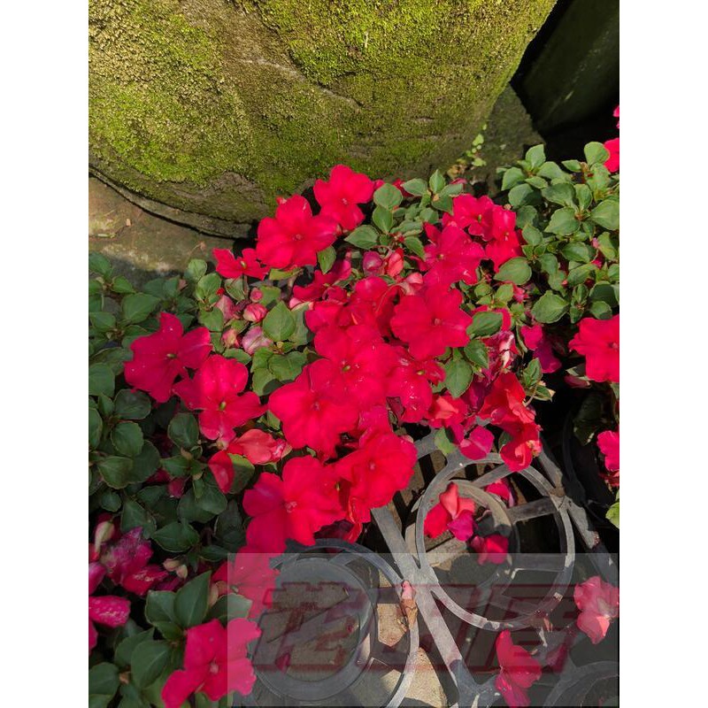 缺貨中 花田厝 季節花卉非洲鳳仙花 不挑花色 每組10盆 花繁葉茂3 5吋黑軟盆高5 10cm 蝦皮購物