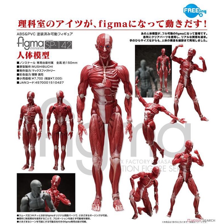 最後現貨【詠揚模型玩具店】代理 FREEing Figma SP-142 人體模型 人體 繪畫 美術 可動人偶