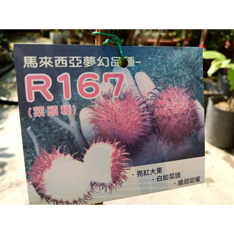 ✨R167紅毛丹✨嫁接苗✨