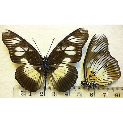 免運蝴蝶標本昆蟲標本標本五斑偽珍蛺蝶pseudacraea Tarquinius原蝶標本 蝦皮購物