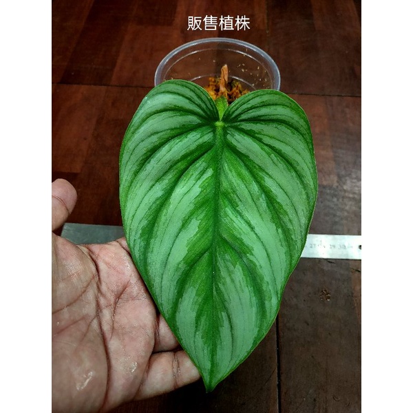 雨林植物－柑橘普洛蔓綠絨