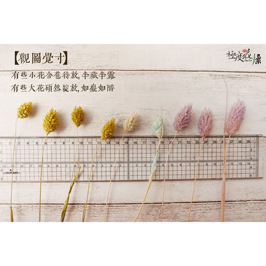 加那利彩色 極度花燥 乾燥花不凋花永生花花材材料佳娜利加娜利佳那利情人節聖誕節 蝦皮購物