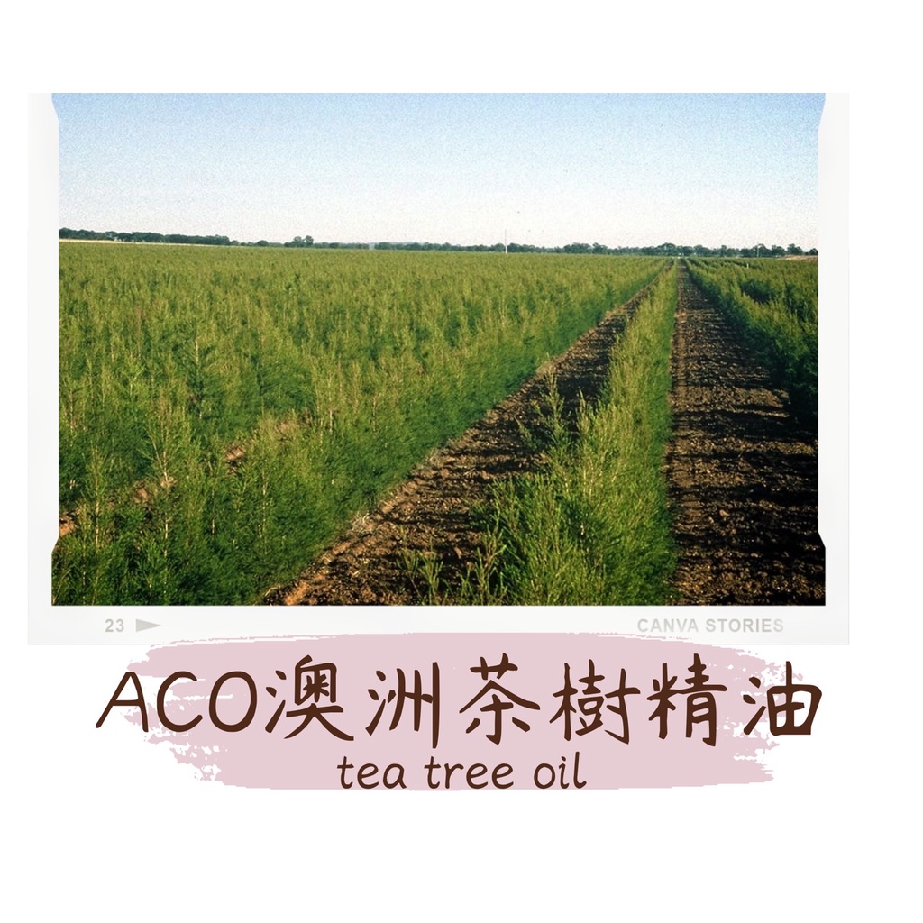 〔AFG001〕澳洲茶樹精油  ACO有機(1KG分裝)