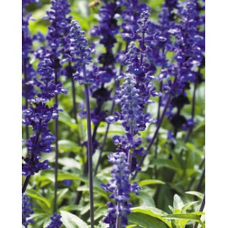 快樂鼠尾草精油、另售茶樹、薰衣草、甜橙、檸檬、香茅精油 香薰