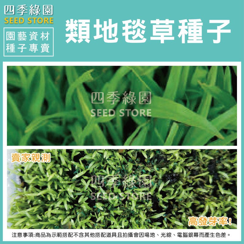 類地毯草種子 嚴選當季新鮮高發芽率種子 草皮 草坪 四季綠園 蝦皮購物