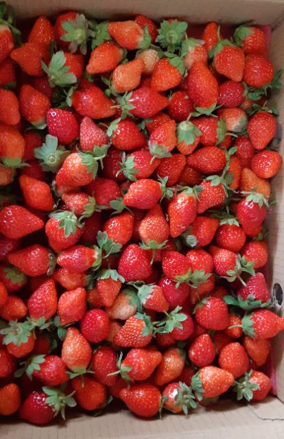 大湖草莓2024.03~3號果1盒2.5斤特價650元~新鮮現採出貨