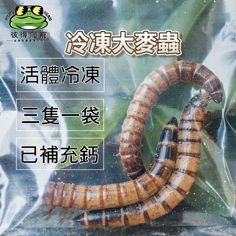🐸彼得角蛙🐸 活凍蟲 冷凍蟲 飼料蟲 【大麥蟲】/【白蟋蟀】