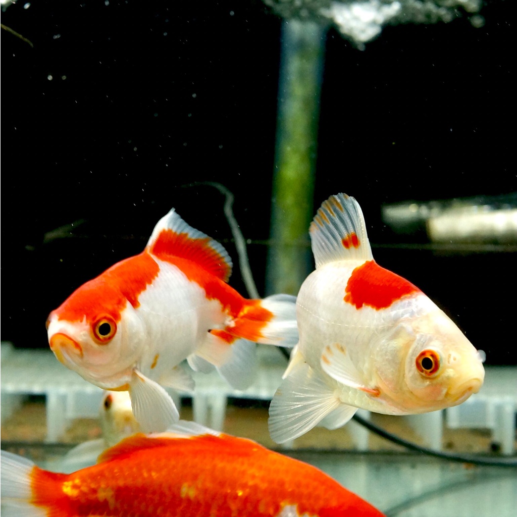 皇家水族 金魚 日本和金和金金魚水族金魚活餌 蝦皮購物