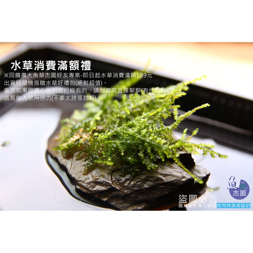 魚草杰園好物販賣店 小榕完全水中葉 不需co2 水陸植物 陰性水草 辣椒榕 神秘草 蝦皮購物