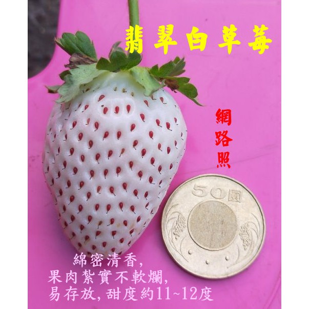 尚未開花結果 [ 翡翠白草莓盆栽 日本白草莓盆栽 粉白草莓 ] 6寸盆 新品種草莓苗～季節限定~ 先確認有沒有貨再下標!