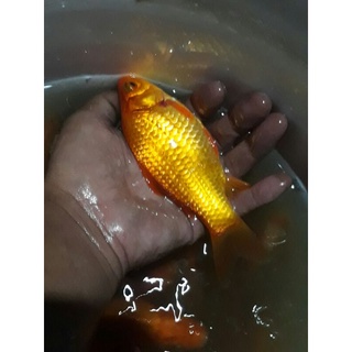 朱文錦繁殖 優惠推薦 22年9月 蝦皮購物台灣