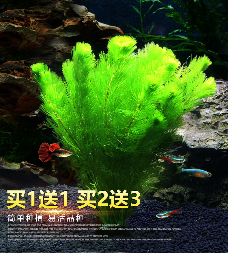 魚缸造景 綠菊魚缸水草植物活懶人水榕沉木莫斯真草陰性蜈蚣草增氧草缸造景 蝦皮購物