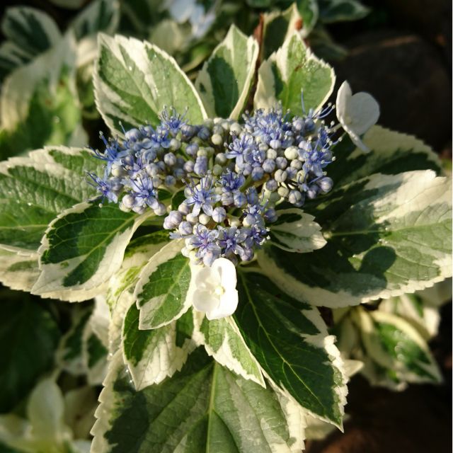 日本紫陽花 浪漫沙灘 斑葉 蝦皮購物