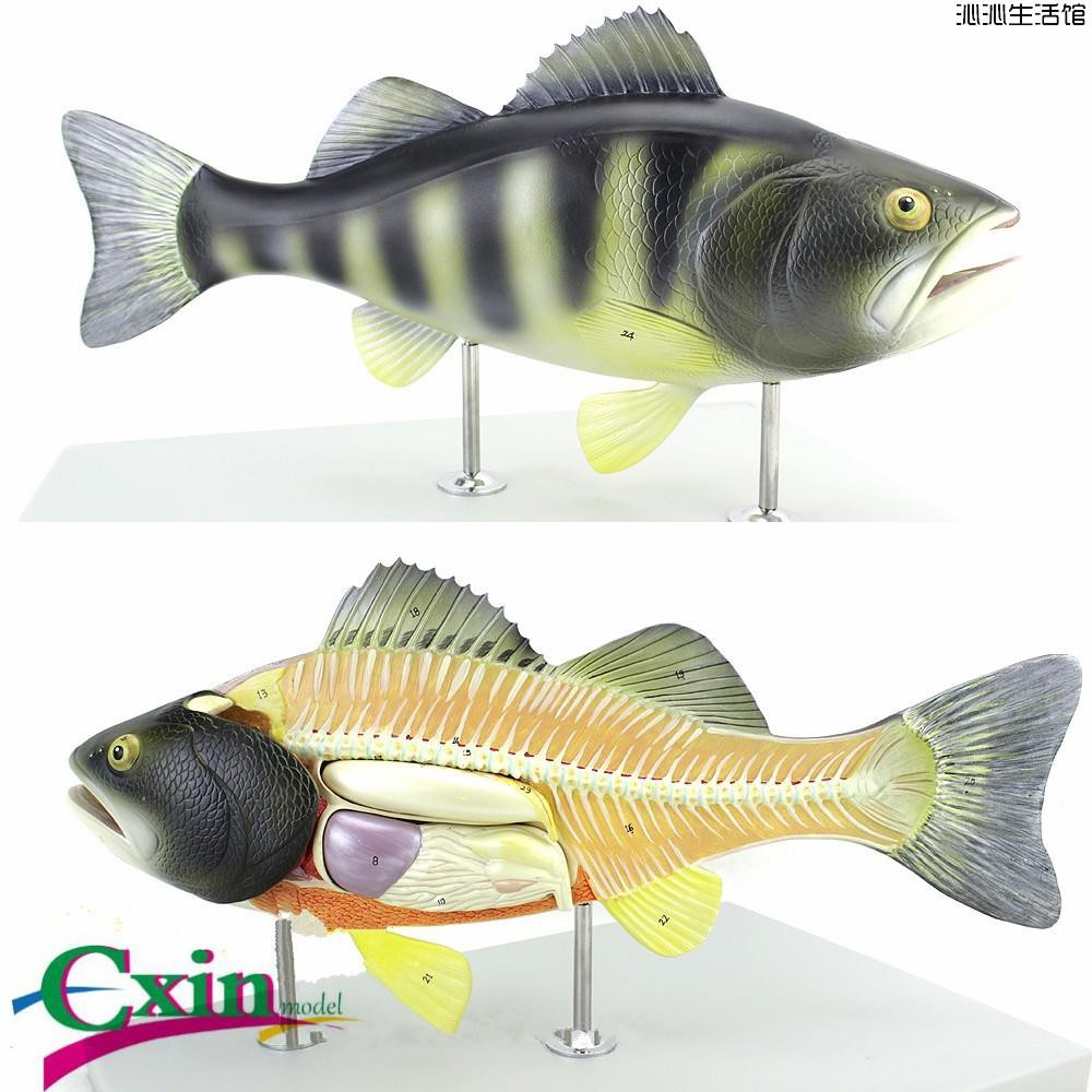 魚模型 優惠推薦 21年7月 蝦皮購物台灣