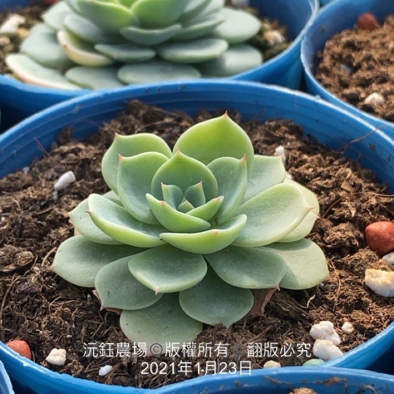 沅鈺農場多肉植物七福神 蝦皮購物
