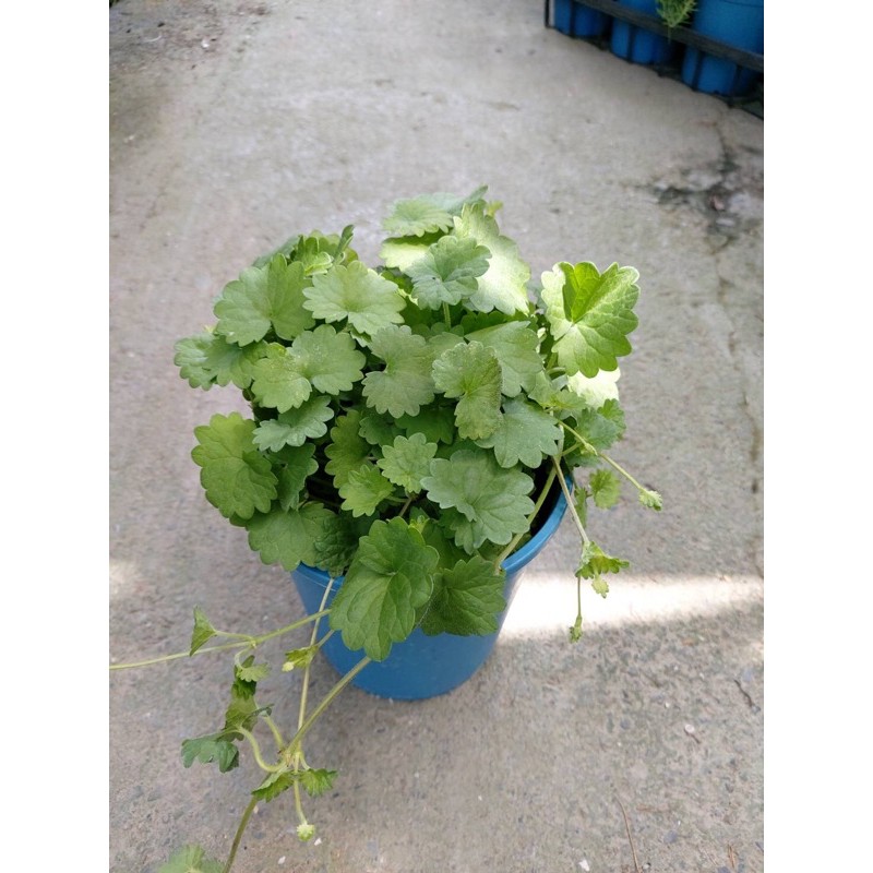 熊榆園藝金錢薄荷苗 新興果樹 草本植物 蝦皮購物