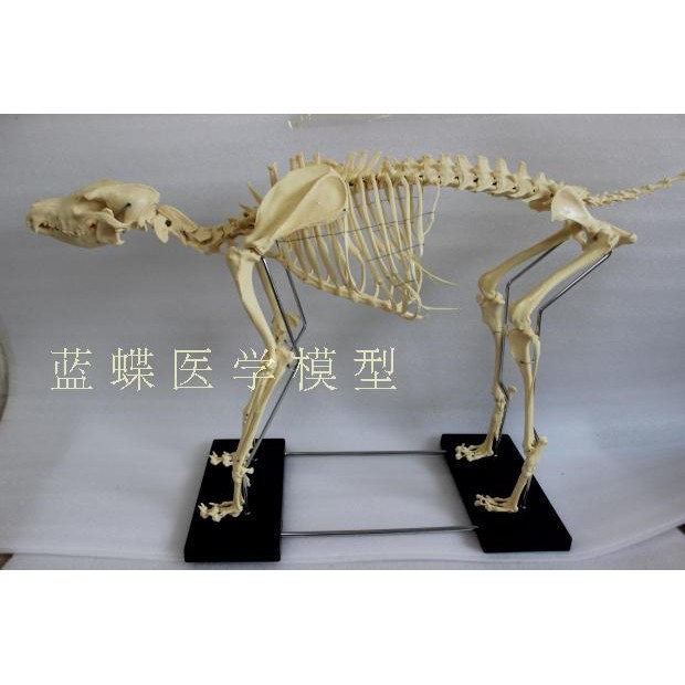 寵物骨科器械狗骨骼標本模型動物狗貓犬教學骨架骨頭骨骼模型 蝦皮購物