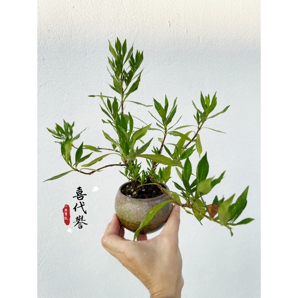 日本喜代譽梔子花 芬芳花香 開白色單瓣梔子花 蝦皮購物