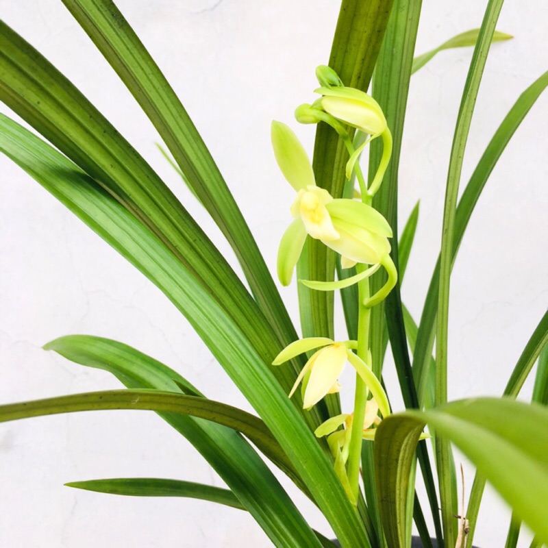 七分田國蘭四季蘭 觀音素心 蝦皮購物