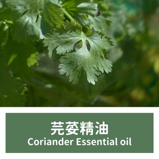 【馥靖精油】芫荽精油 Coriander Essential oil