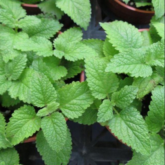 茂豐 盆栽檸檬香蜂草lemon Balm 三吋 40 五吋 100 蝦皮購物