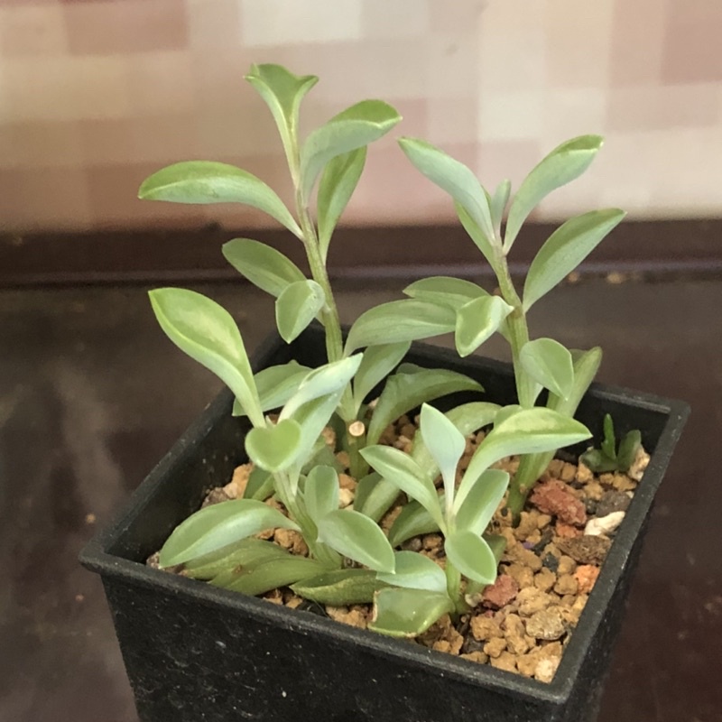 R57 三爪上弦月 小海豚 修剪小棵 4入 熊多肉植物7 4 蝦皮購物