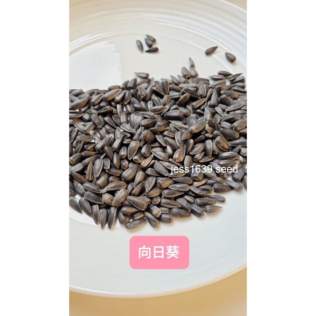 向日葵芽 Ptt Dcard討論與高評價網拍商品 21年9月 飛比價格