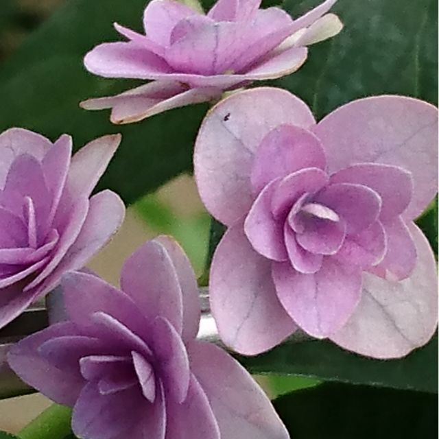 日本山繡球花 七段花 蝦皮購物
