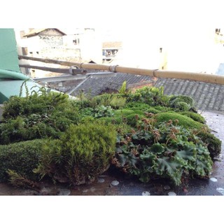 瓶植物語 線上商店 蝦皮購物