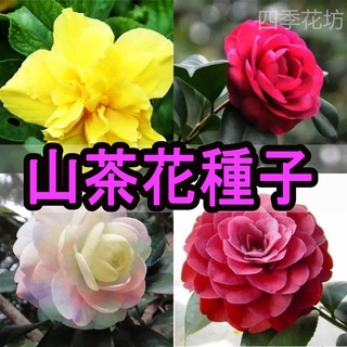 盆栽花木的價格推薦 21年11月 比價撿便宜