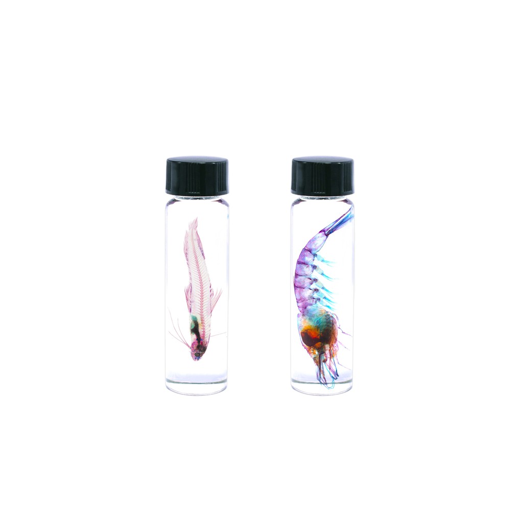 海琉工作室 透明生物標本製作組 蝦 Transparent Specimen Kit 蝦皮購物