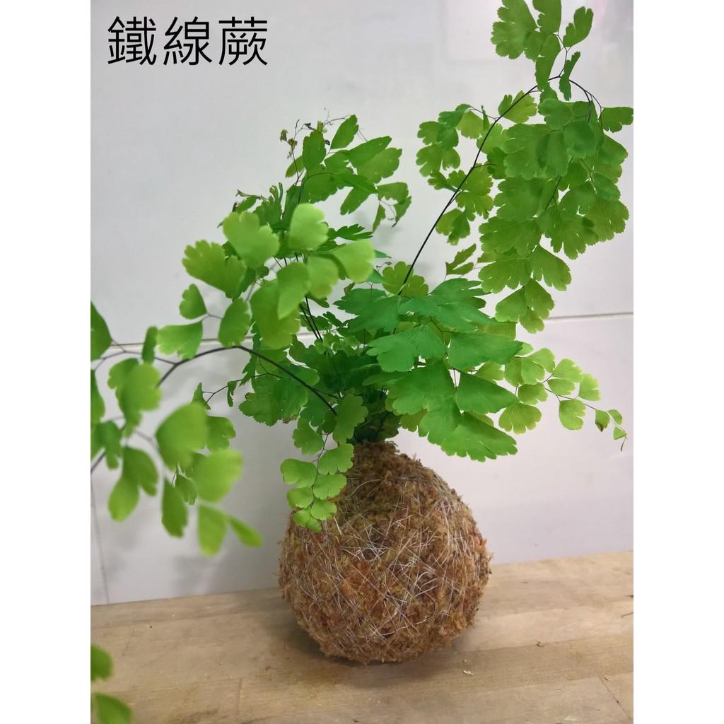 蕨地求生 苔球苔玉波士頓腎蕨兔腳蕨蕾絲蕨鐵線蕨美人蕨鳳尾蕨 蝦皮購物